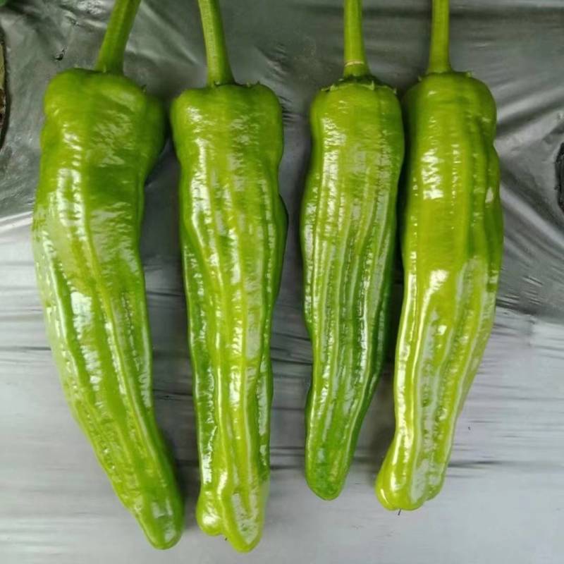 欧兰德欧丽800薄皮泡椒种子大果皱皮黄绿皮薄皮泡椒种子