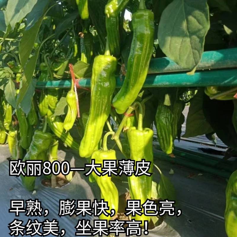 欧兰德欧丽800薄皮泡椒种子大果皱皮黄绿皮薄皮泡椒种子
