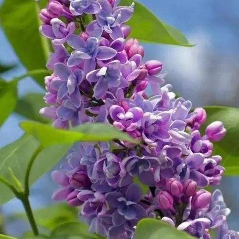 紫丁香苗丁香花紫丁香树工程用臭丁香紫丁香杯苗