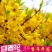 东北连翘苗连翘花药用连翘一手货源产地直发