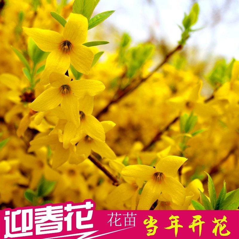东北连翘苗连翘花药用连翘一手货源产地直发