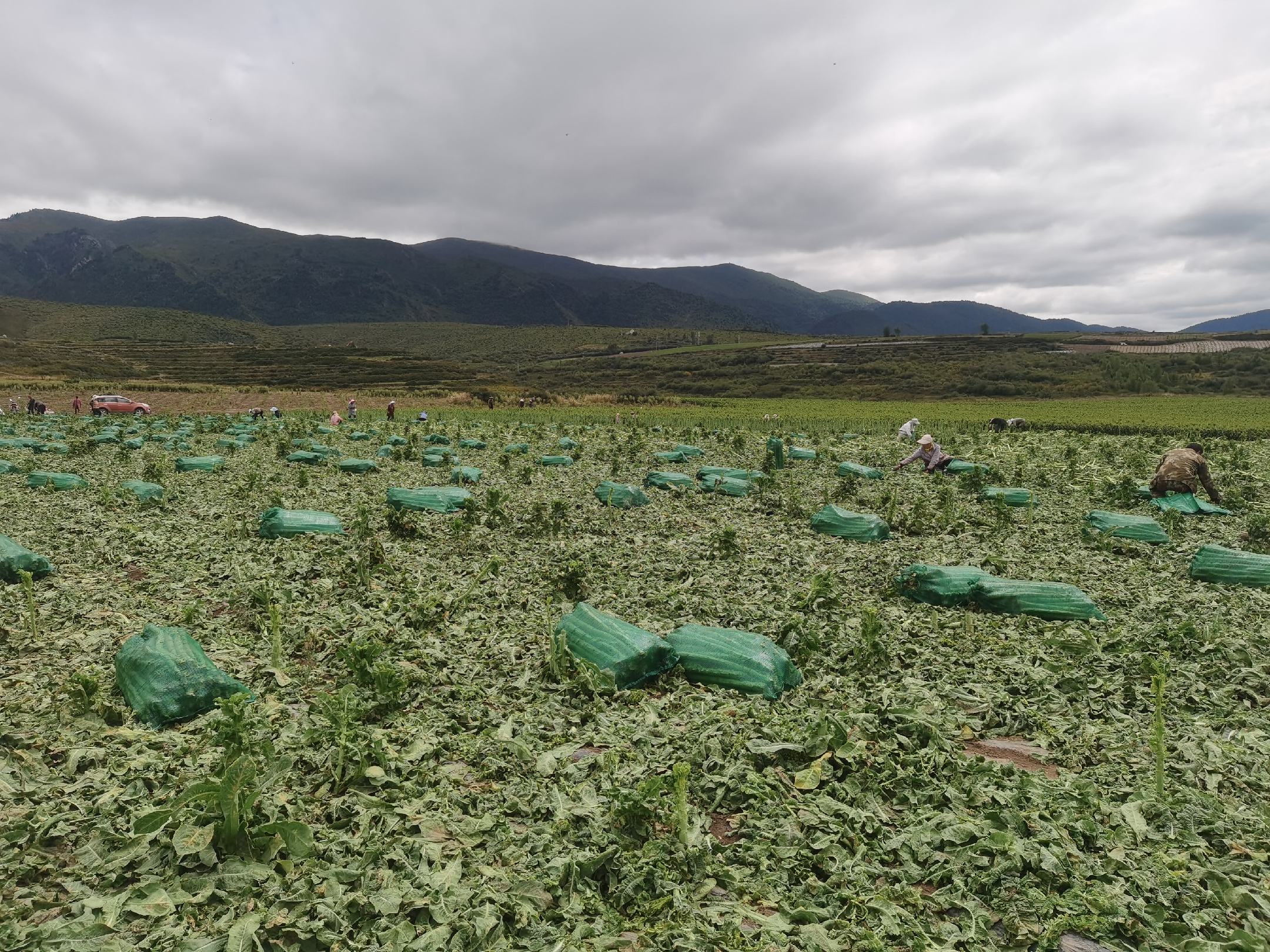 青皮莴苣规模化种植基地航拍图