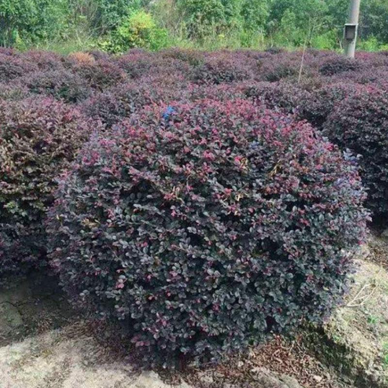 红花继木球大量上市了价格优惠一手货源质量保证
