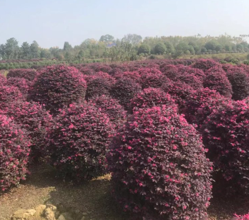 红花继木球大量上市了价格优惠一手货源质量保证