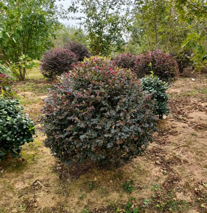 红花继木球大量上市了价格优惠一手货源质量保证