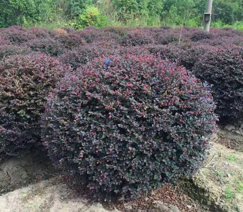 红花继木球大量上市了价格优惠一手货源质量保证