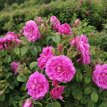 多季玫瑰扦插小苗老品种四季玫瑰冷香玫瑰红刺玫