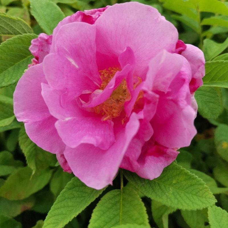 冷香玫瑰紫枝玫瑰可食用玫瑰花苗红刺玫中天玫瑰