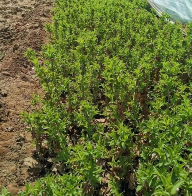 红花锦带大量上市了价格优惠一手货源质量保证