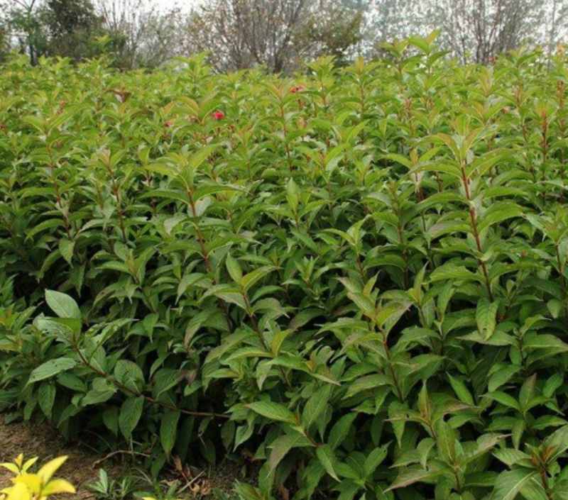 红花锦带大量上市了价格优惠一手货源质量保证
