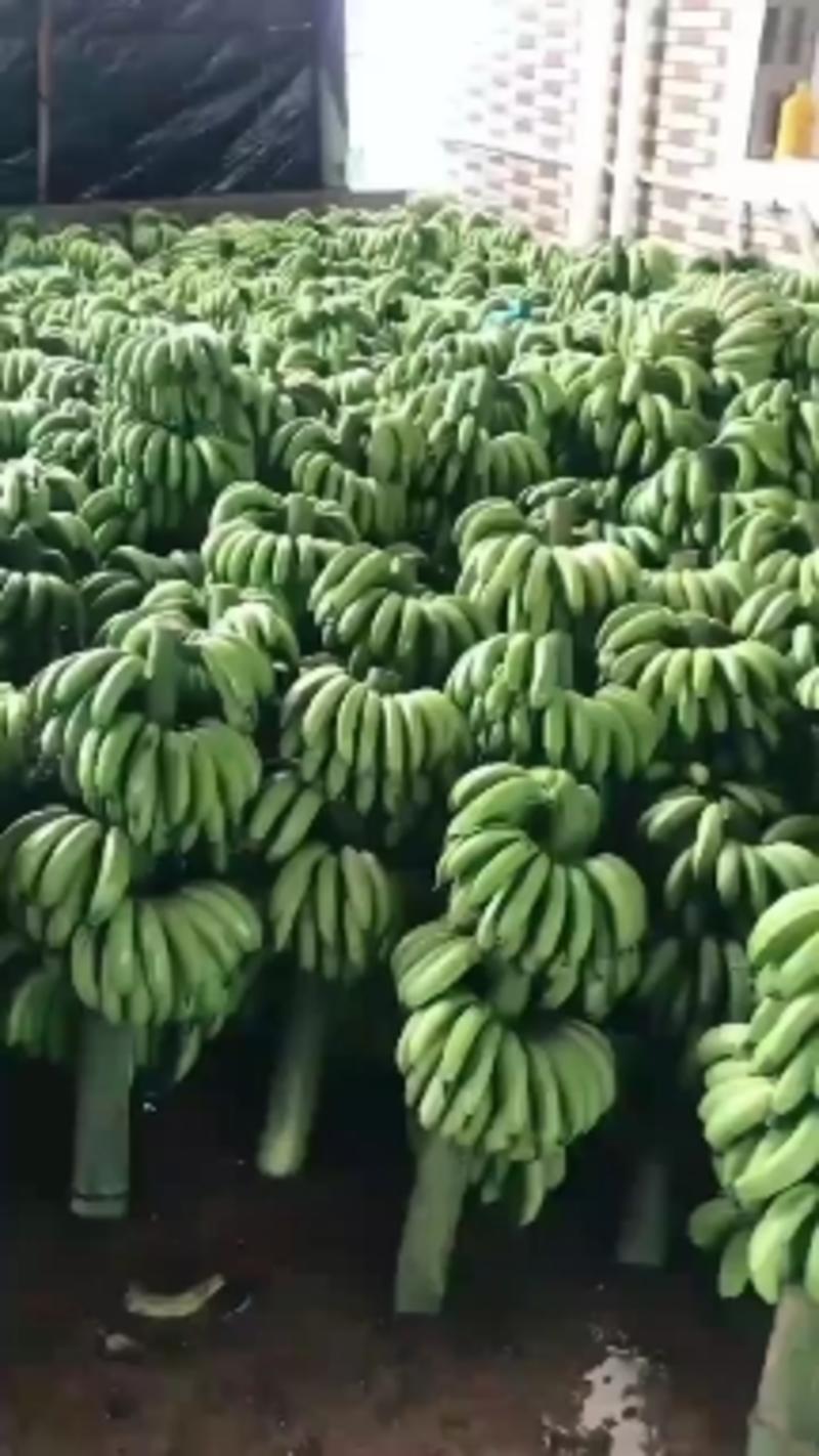 香蕉云南广西量大从优质量果面干净团购赶集