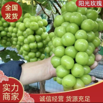 【精品】阳光玫瑰大量现货，产地直发，承接各地经销商和商超