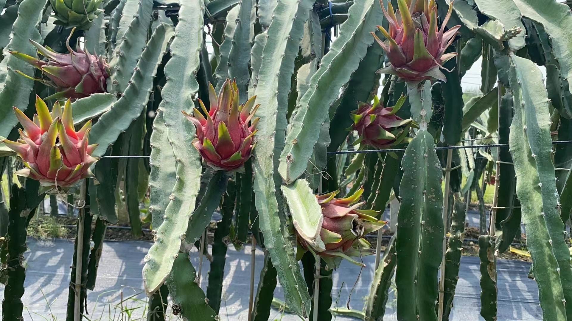 火龙果园种植环境