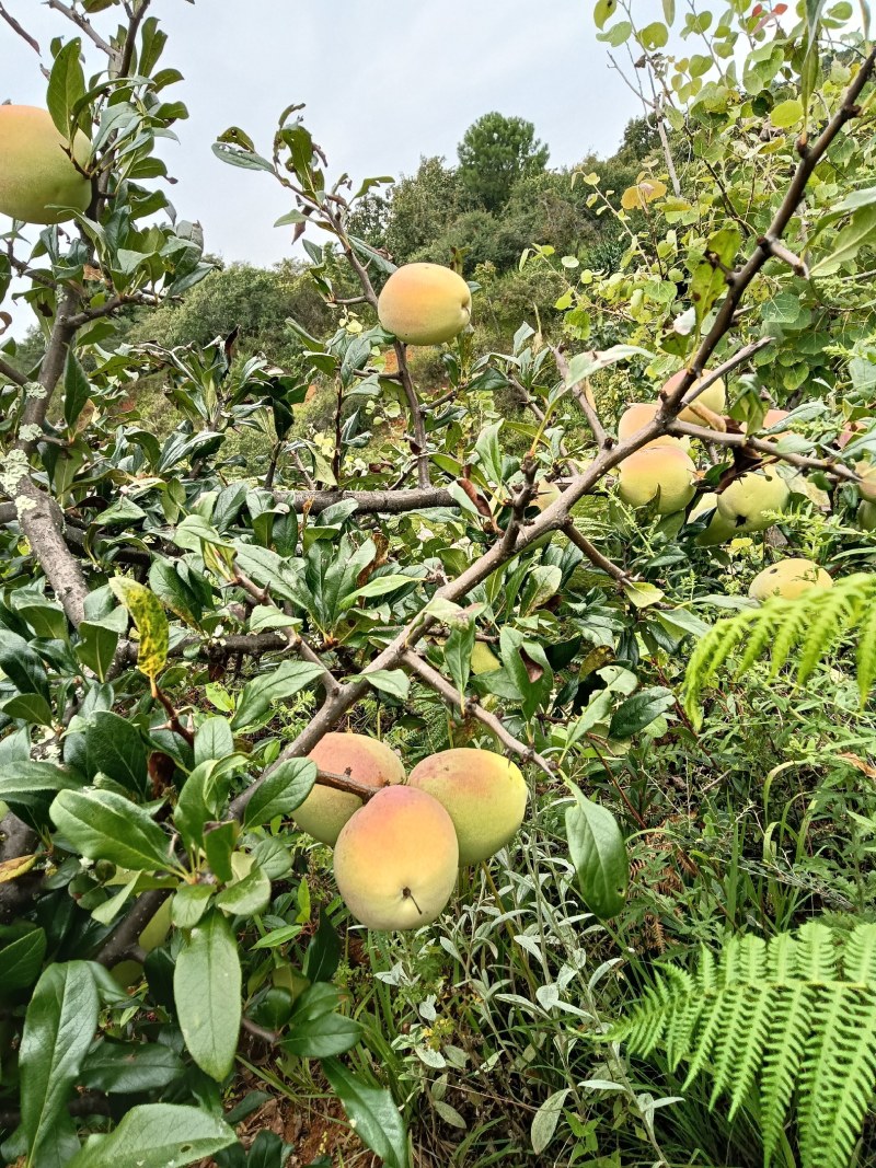 酸木瓜，青木瓜，可以做木瓜鱼、木瓜汁、木瓜酒……