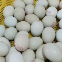 新鲜绿壳鸡蛋，20箱以上可免费喷广告词可加