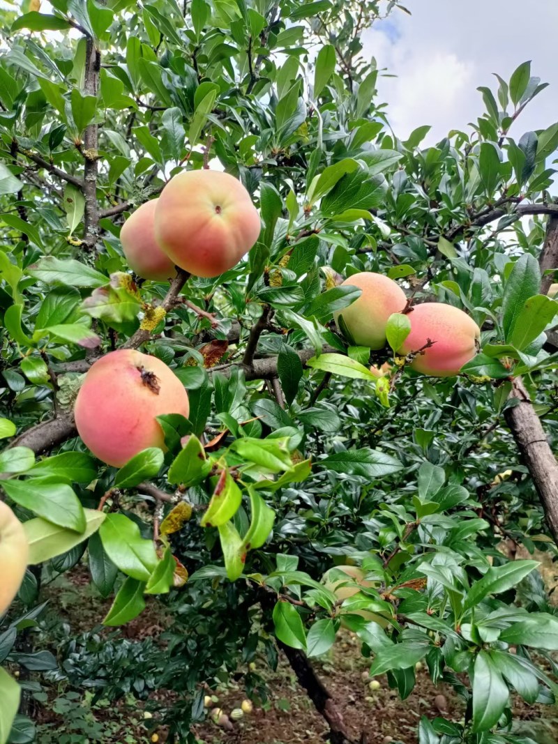 酸木瓜，青木瓜，可以做木瓜鱼、木瓜汁、木瓜酒……