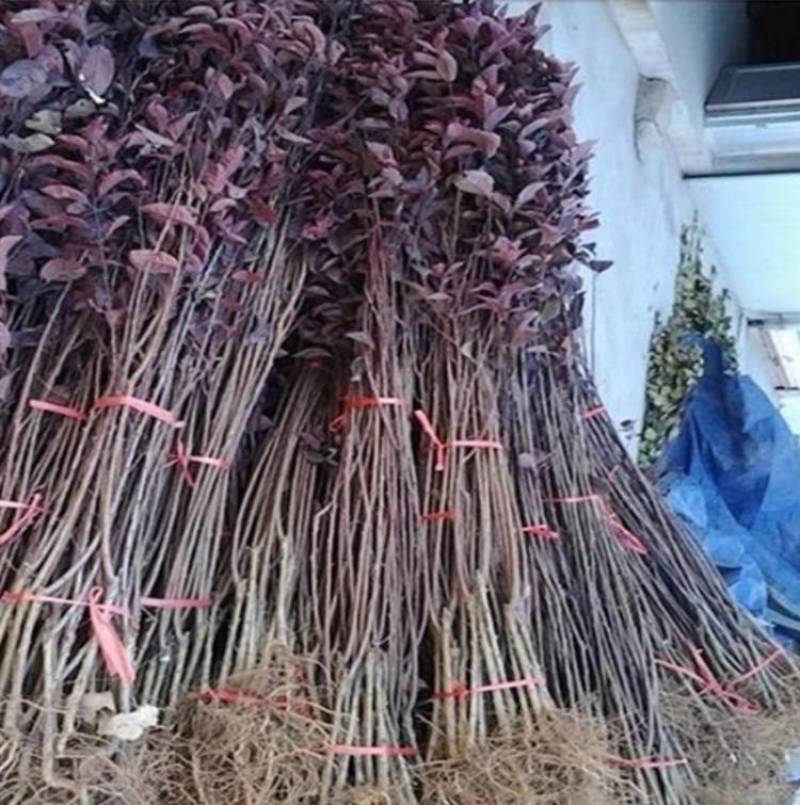 红叶李紫叶李大量上市了价格优惠一手货源质量保证