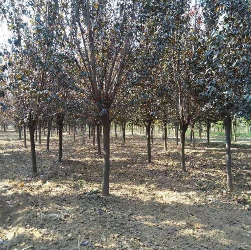 红叶李紫叶李大量上市了价格优惠一手货源质量保证