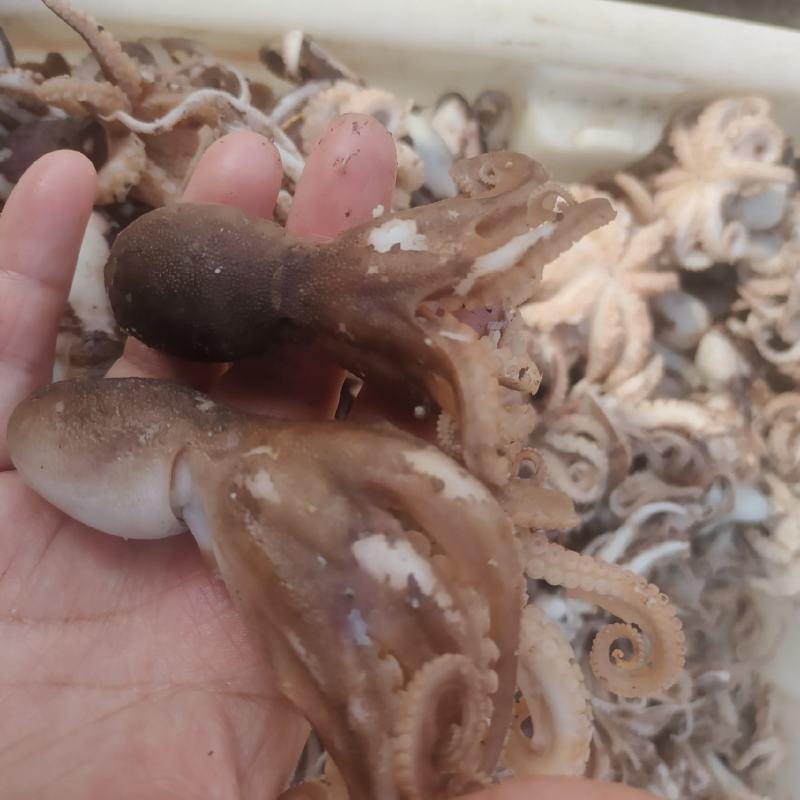 渤海湾八爪鱼