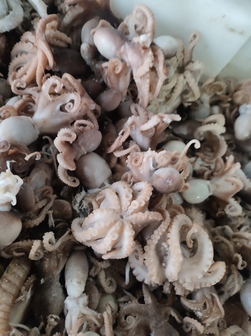 渤海湾八爪鱼