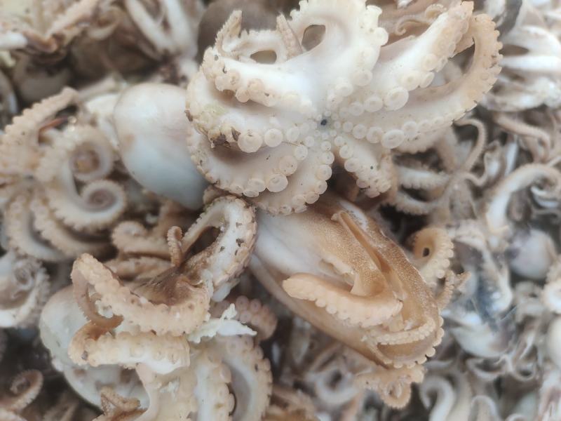 渤海湾八爪鱼