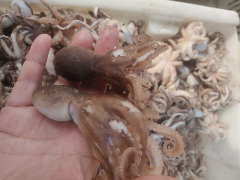 渤海湾八爪鱼