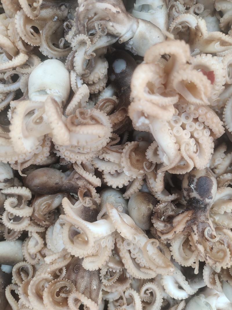 渤海湾八爪鱼