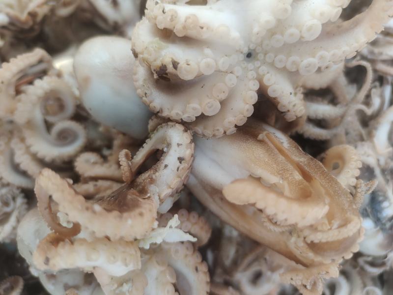 渤海湾八爪鱼