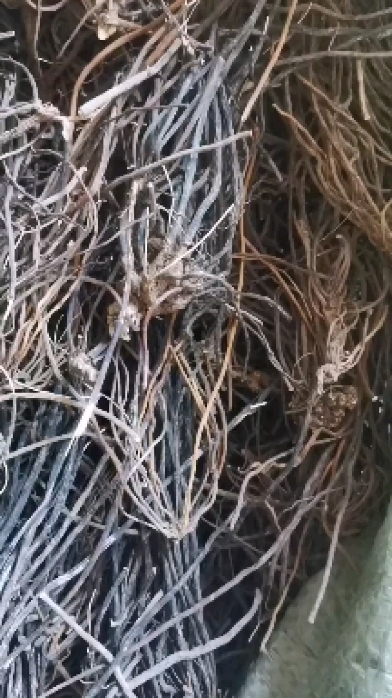 威灵仙，灵仙根，小木通，四川产纯野生水洗货。