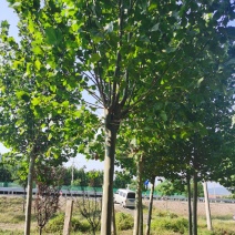 15公分法桐
