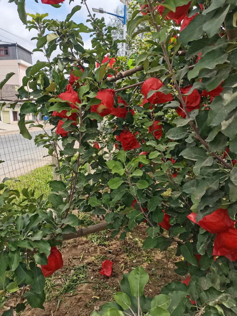 甘肃静宁红富士苹果