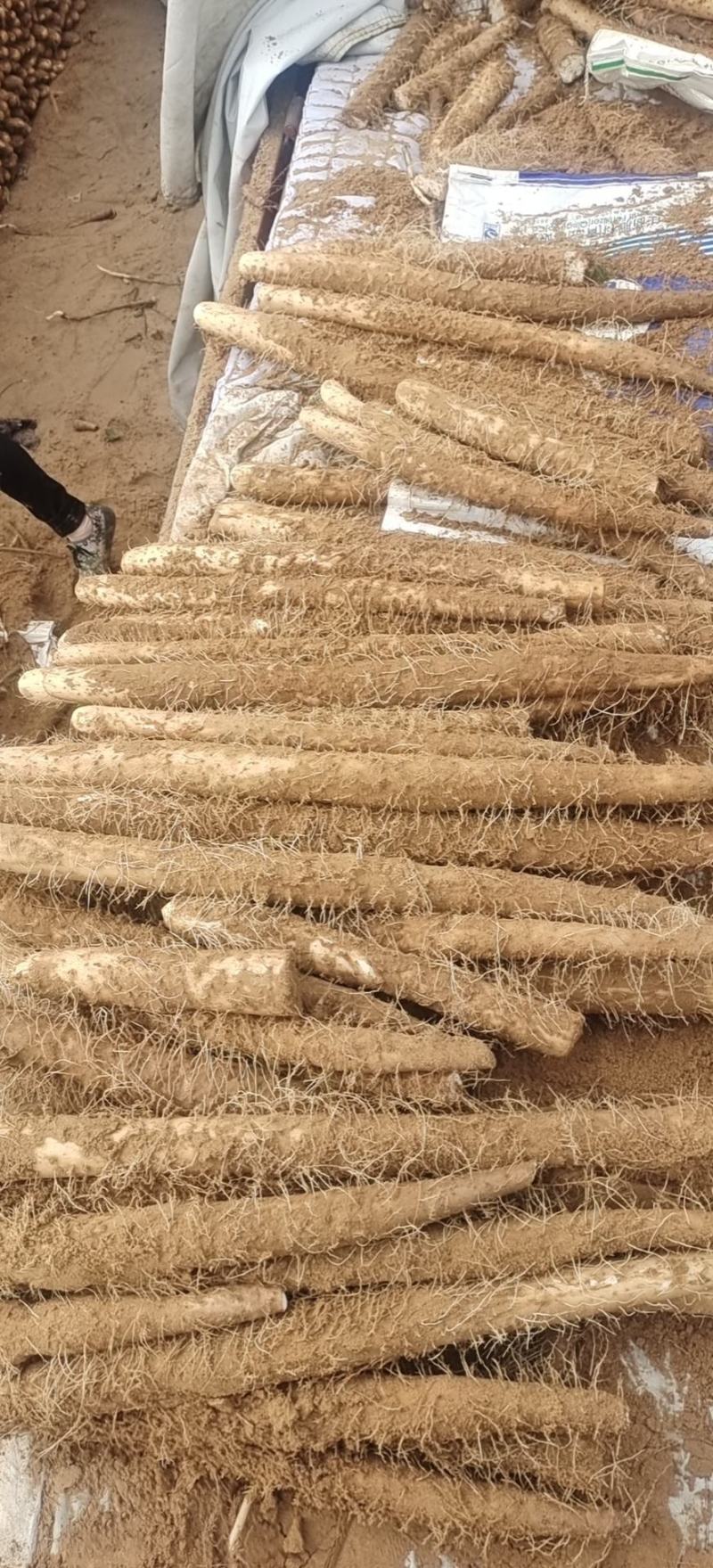 榆林白玉山药