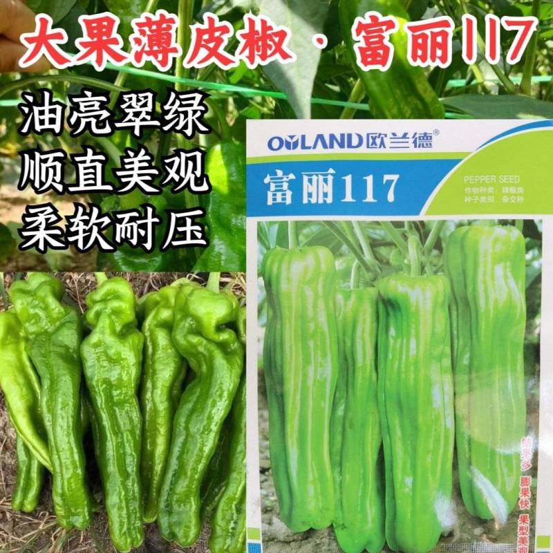 欧兰德富丽117薄皮泡椒种子大果薄皮泡椒油亮翠绿皮辣椒