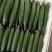 福建密刺黄瓜，大量上市，青肉，细条，价格便宜，欢迎下单