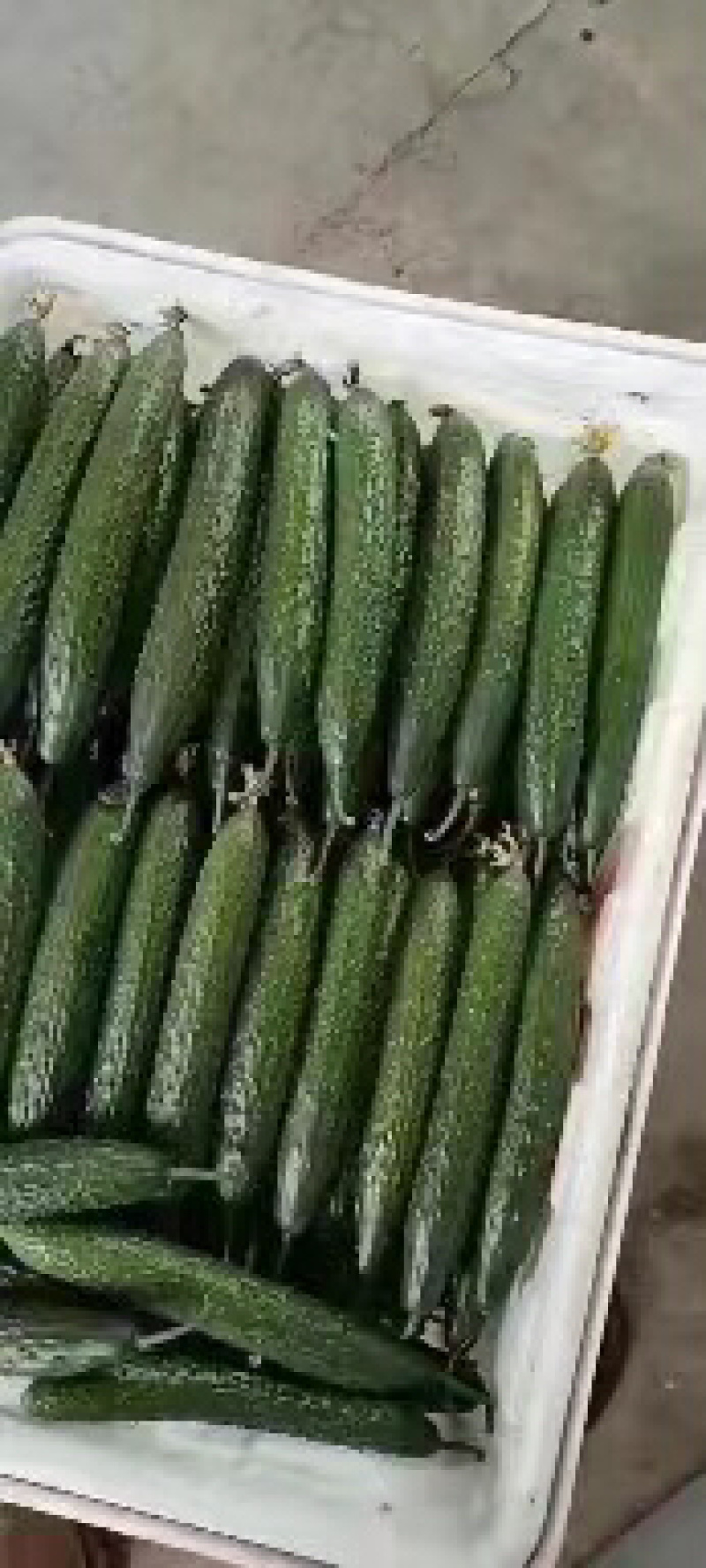 福建密刺黄瓜，大量上市，青肉，细条，价格便宜，欢迎下单