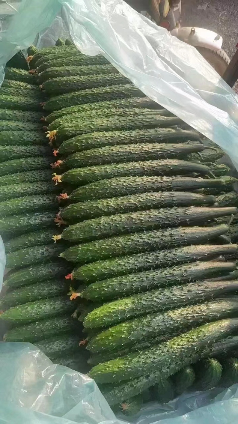 福建密刺黄瓜，大量上市，青肉，细条，价格便宜，欢迎下单