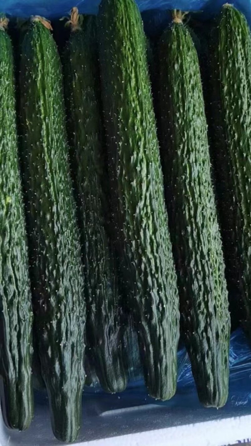 福建密刺黄瓜，大量上市，青肉，细条，价格便宜，欢迎下单