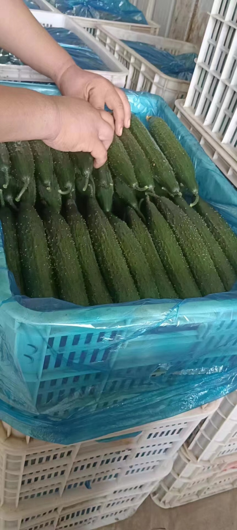 福建密刺黄瓜，大量上市，青肉，细条，价格便宜，欢迎下单