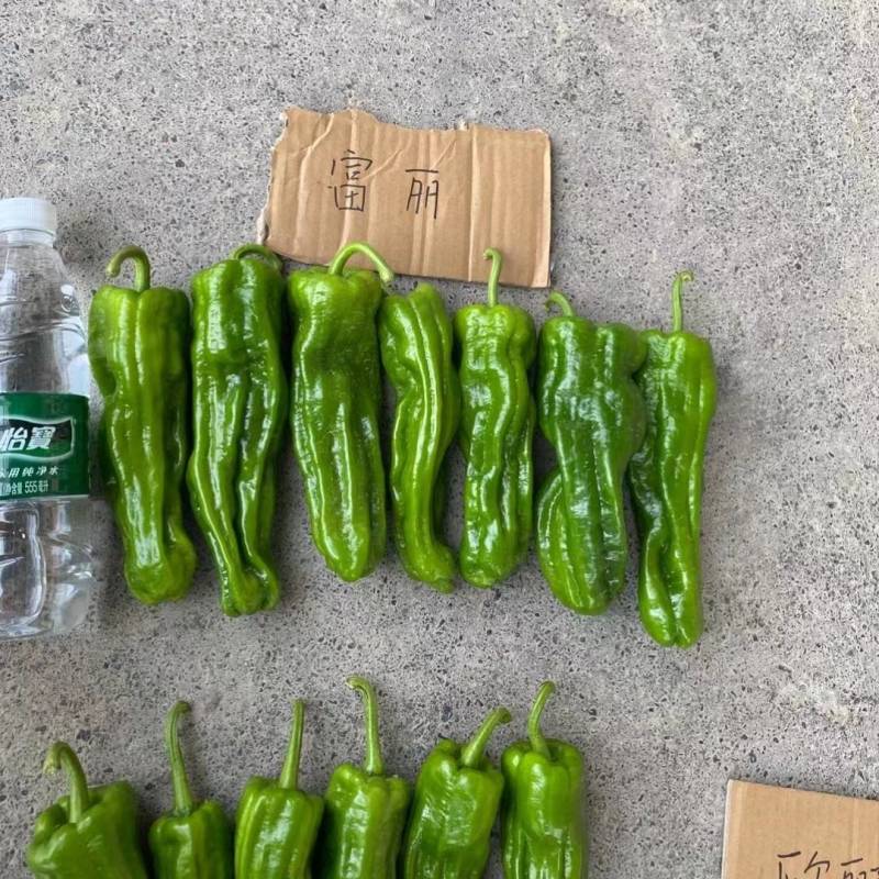 欧兰德富丽117薄皮泡椒种子大果薄皮泡椒油亮翠绿皮辣椒