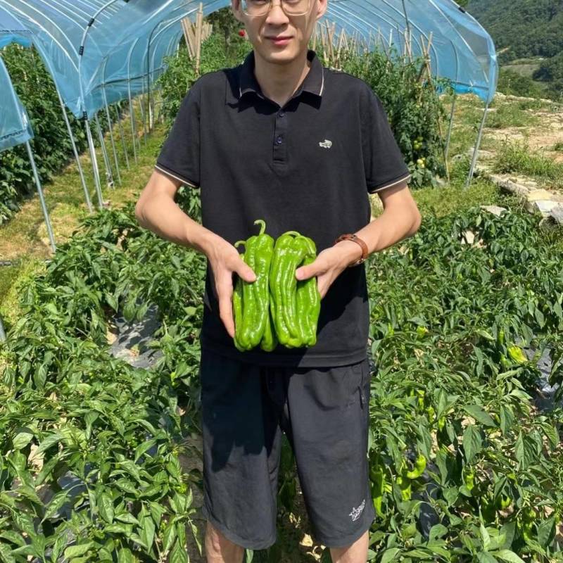 欧兰德富丽117薄皮泡椒种子大果薄皮泡椒油亮翠绿皮辣椒