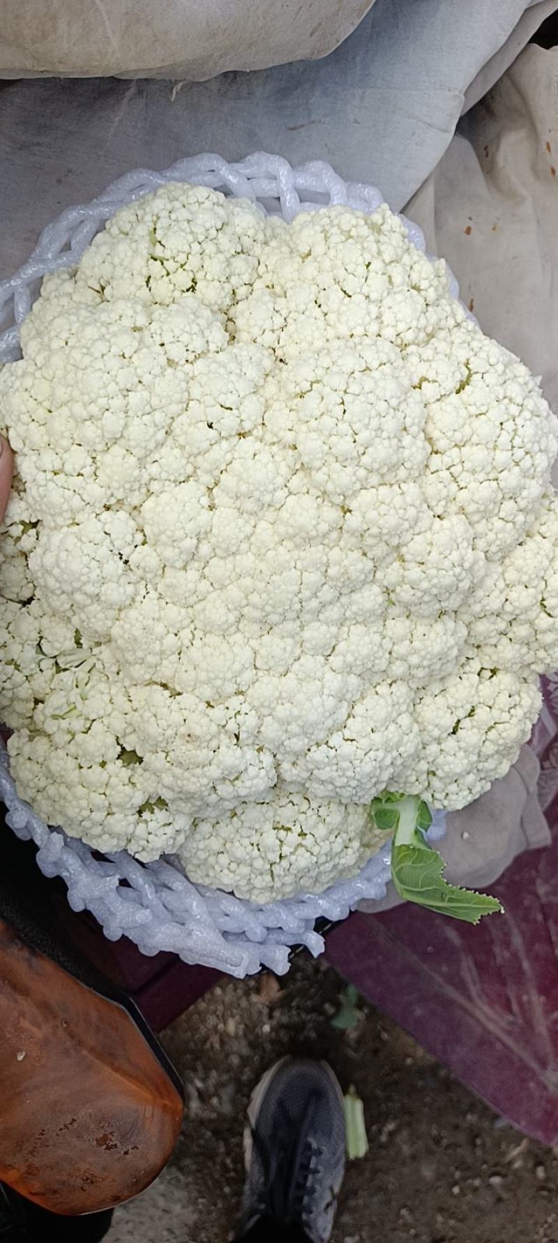 兰州高原有机花菜