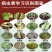 30%甲霜噁霉灵立枯青枯病根腐猝倒病死苗烂根恶苗病杀菌剂