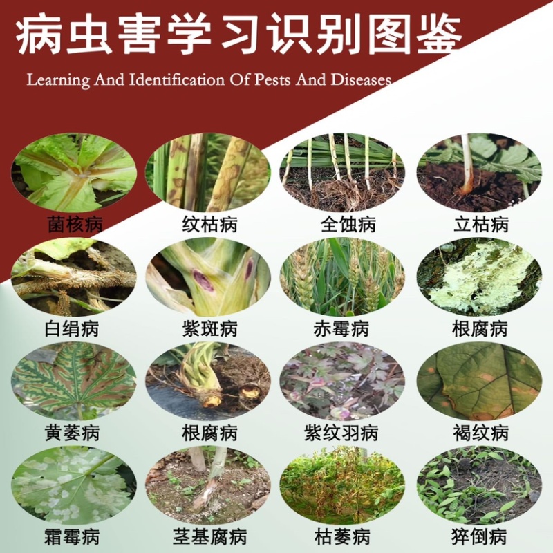 30%甲霜噁霉灵立枯青枯病根腐猝倒病死苗烂根恶苗病杀菌剂