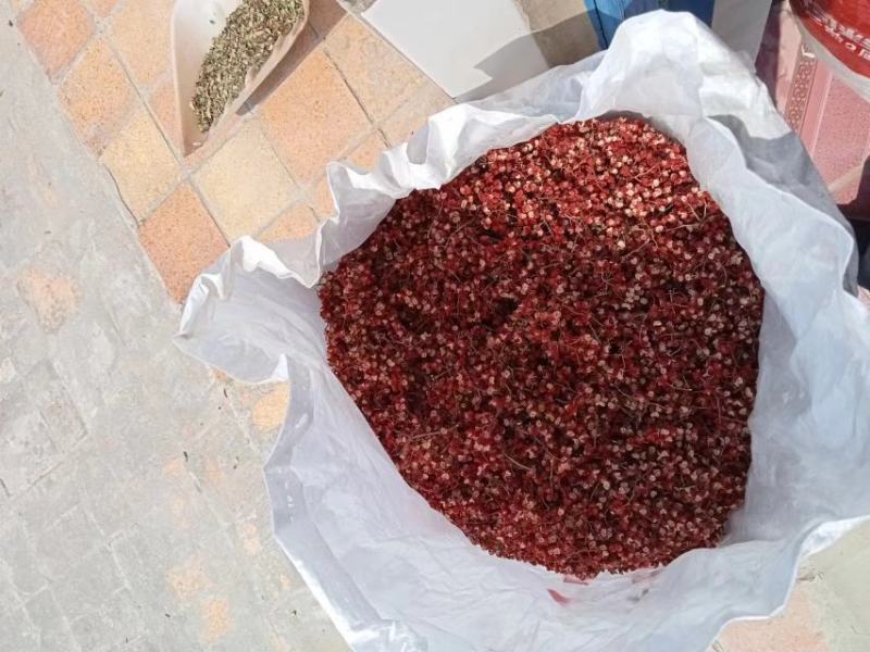大红袍花椒，基地直供，货源充足，颜色特亮，欢迎商家定购。