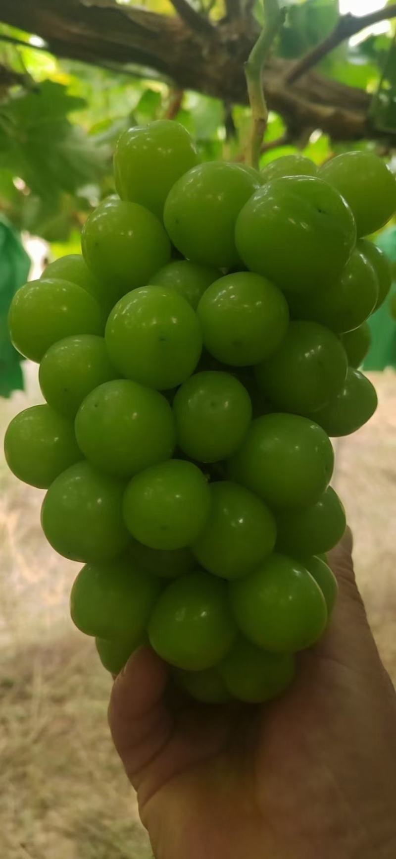 陕西阳光玫瑰，礼泉精品阳光玫瑰葡萄大量上市