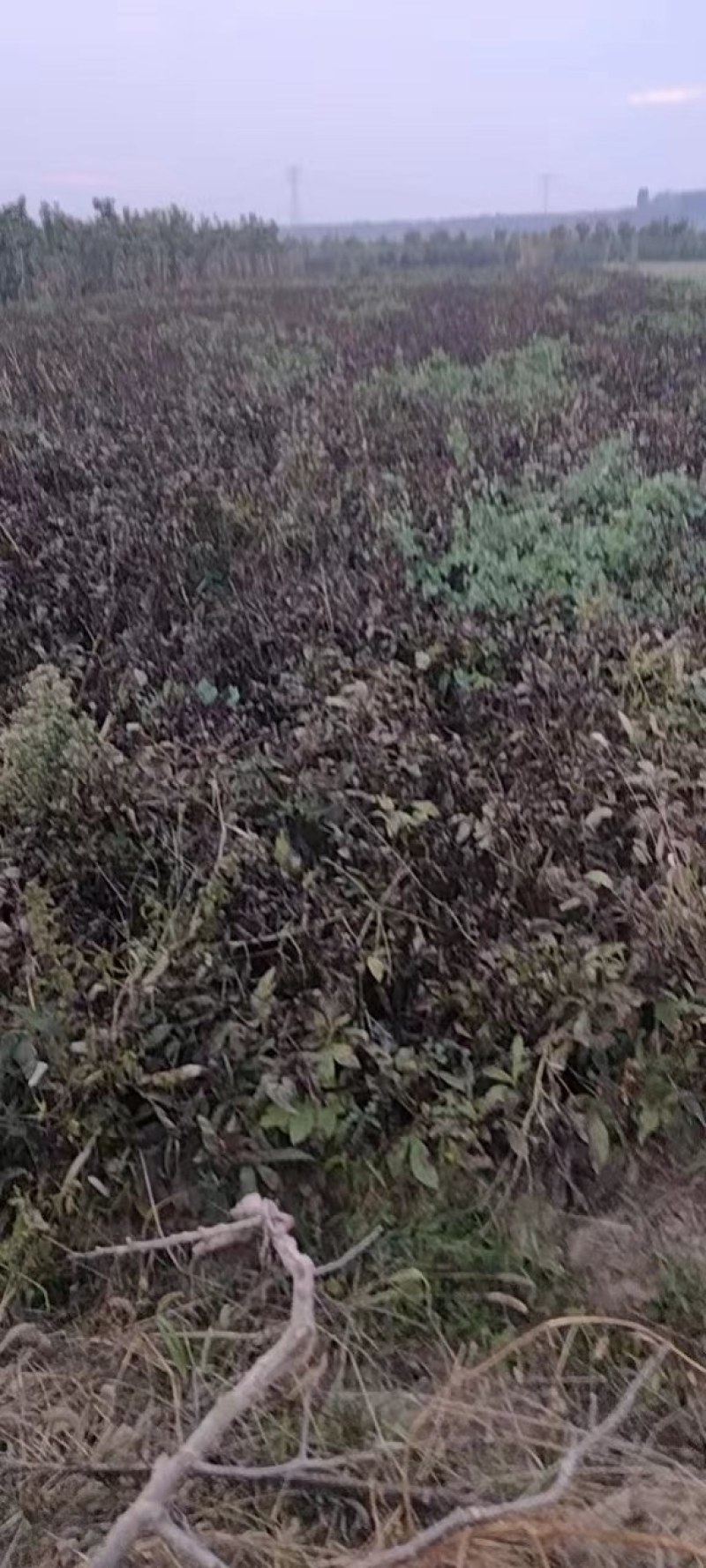 勺药苗