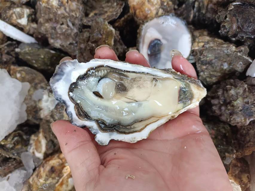 10枚鲜活太平洋牡蛎(Crassostrea gigas)净肉特写:展示标准规格(单枚净肉12–14g)、天然色泽及海洋 freshness 状态,用于精准营养计量参照 10枚新鲜太平洋牡蛎整齐摆放在冰盘上,外壳灰白带紫褐条纹,肉质乳白微泛青灰,表面覆有晶莹海盐粒和少许海水液滴,背景为浅木色料理台