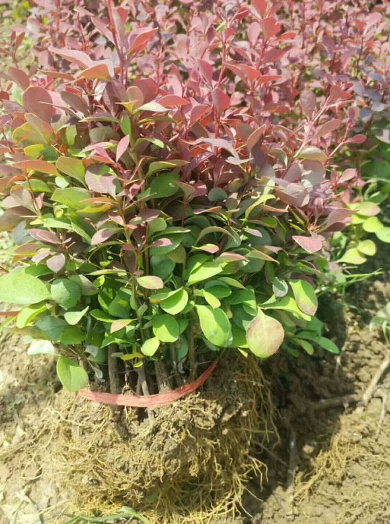 红叶小檗小苗大量上市了价格优惠一手货源质量保证