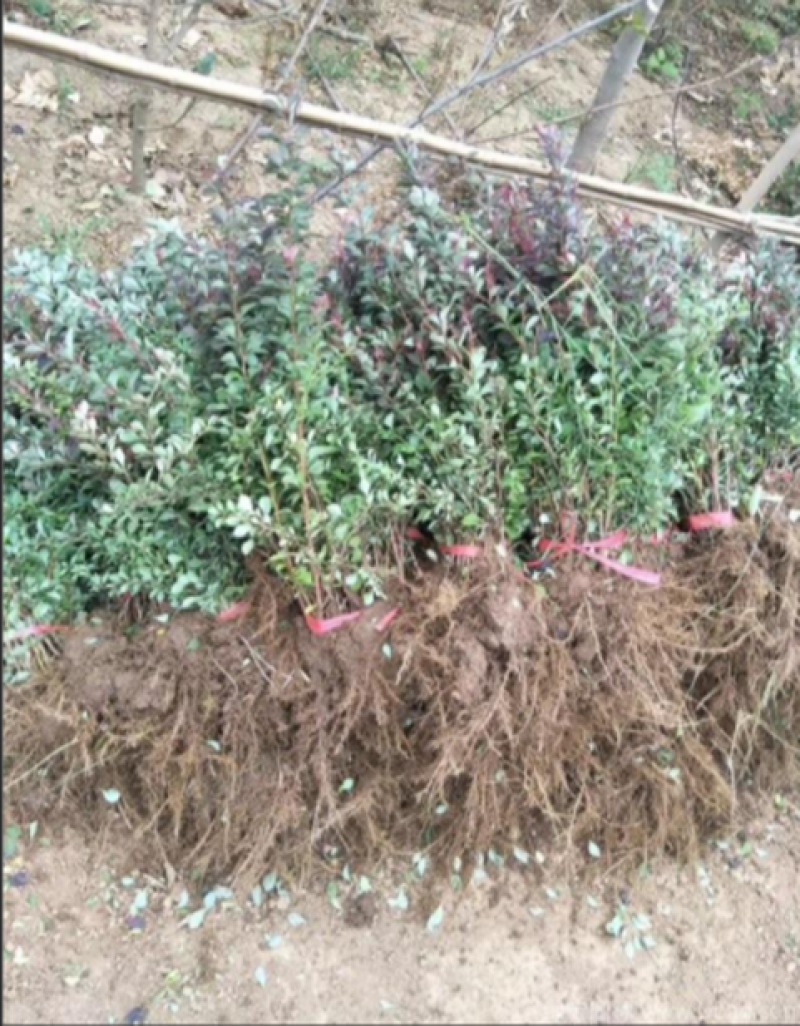 红叶小檗小苗大量上市了价格优惠一手货源质量保证