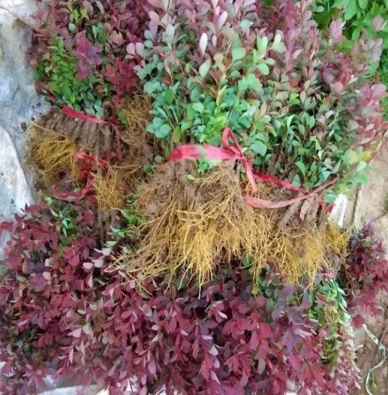 红叶小檗小苗大量上市了价格优惠一手货源质量保证